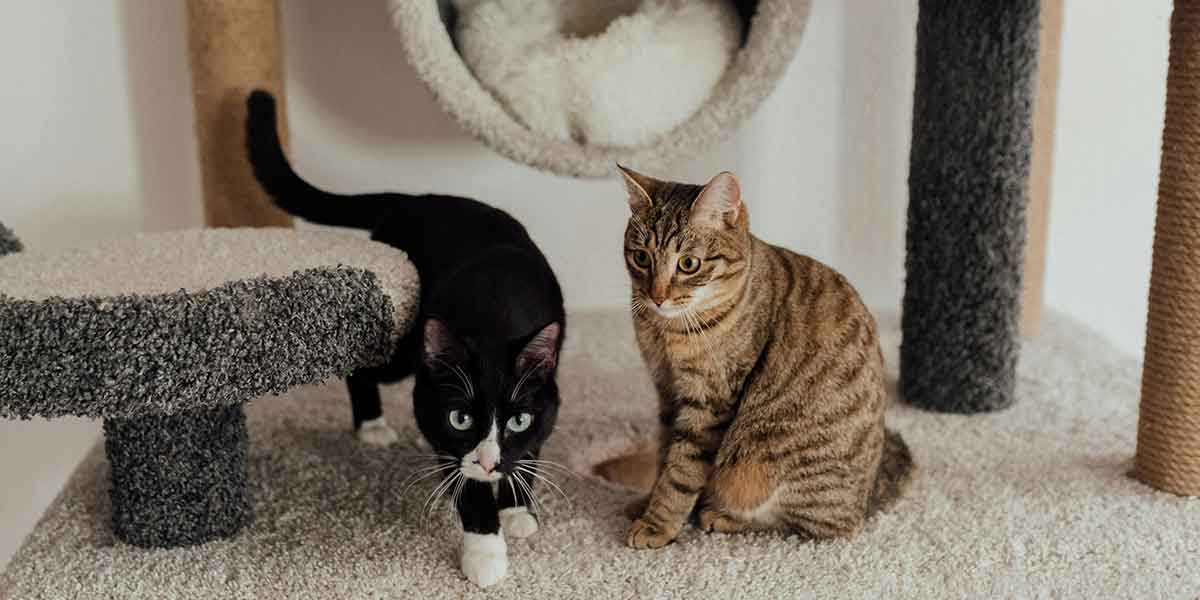 Phenix Carpet Colors