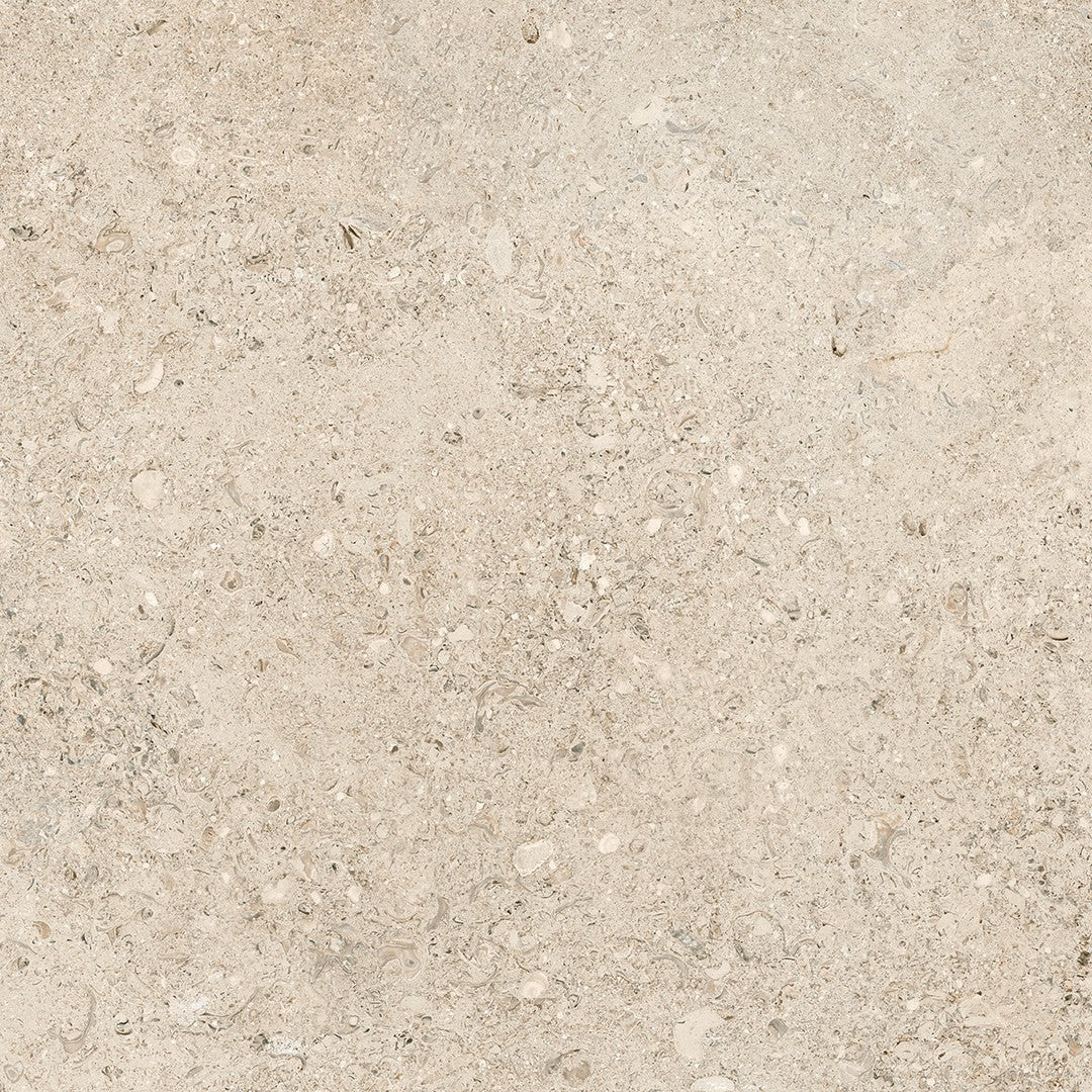 Tesoro Shellstone 24" x 24" Rectified Matte Porcelain Tile